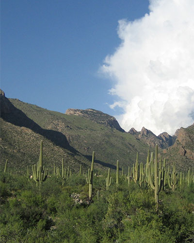 Tucson Nature